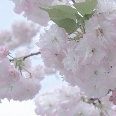 裕华FurryQQ群介绍